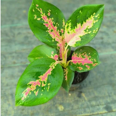 Aglaonema Red Charm Rooted  indoor live plant