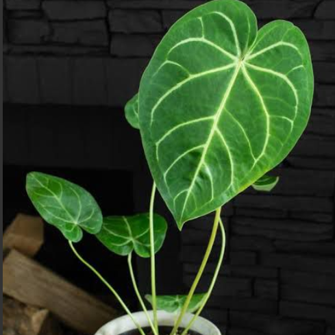 Anthurium Magnificum (small Size) Rare Indoor Live Plant