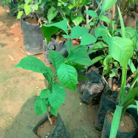 3 leaves (Trifoliate)  Vilvam/ Bilva (Aegle marmelos) Live Plant