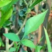 3 leaves (Trifoliate)  Vilvam/ Bilva (Aegle marmelos) Live Plant