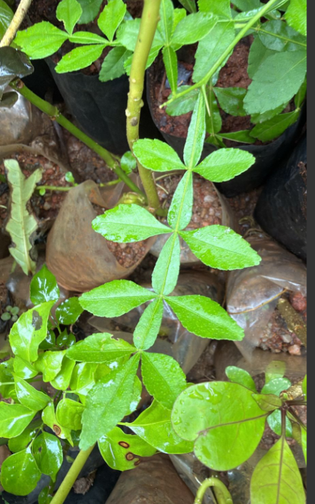 13 Leaves (Trayodasha-patra) Raja Maha Vilvam Plant