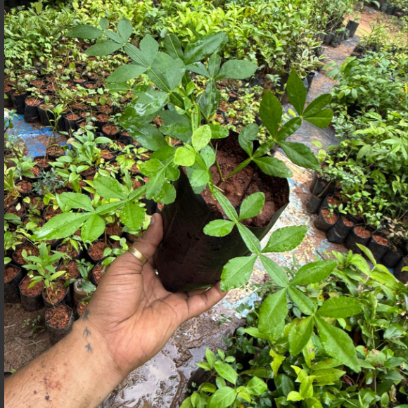 13 Leaves (Trayodasha-patra) Raja Maha Vilvam Plant