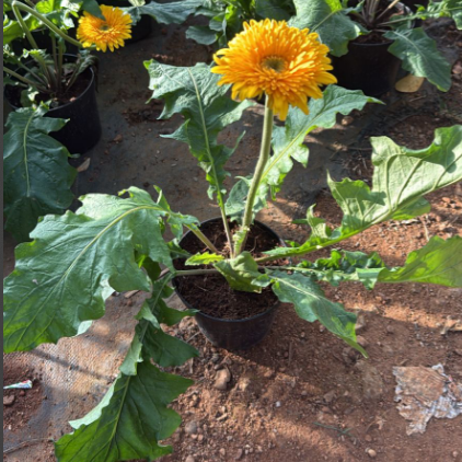 Gerbera Yellow Flowering Live Plant