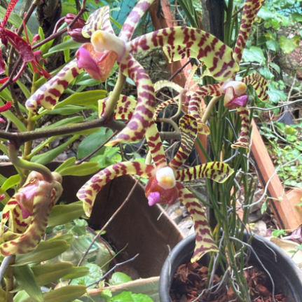 Arachnis Maggie Oei Variegated Orchid live Plant