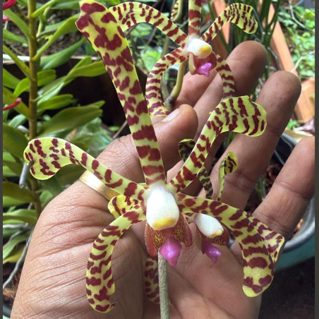 Arachnis Maggie Oei Variegated Orchid live Plant