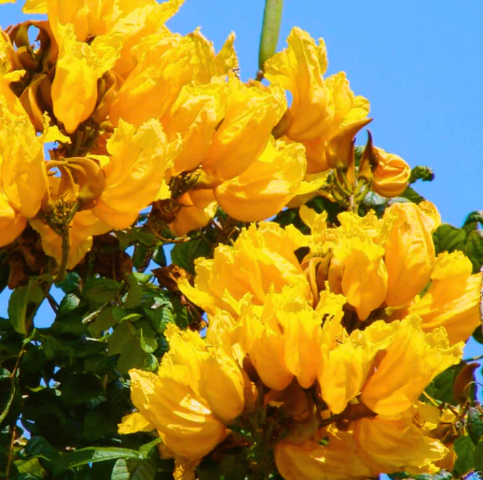 Spathodea Campanulata Yellow (African tulip tree) bonsai Live Plant