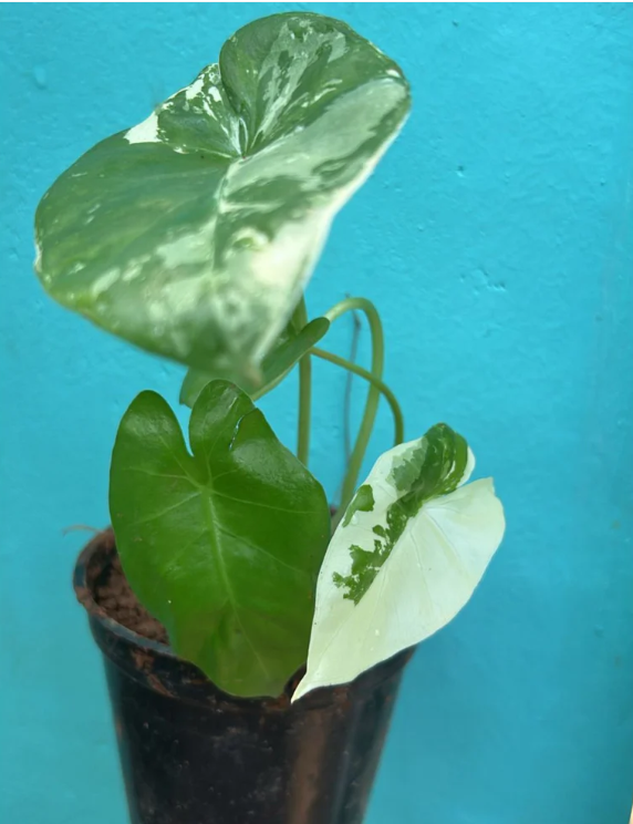 Alocasia Variegated Indoor / Outdoor Live Plant