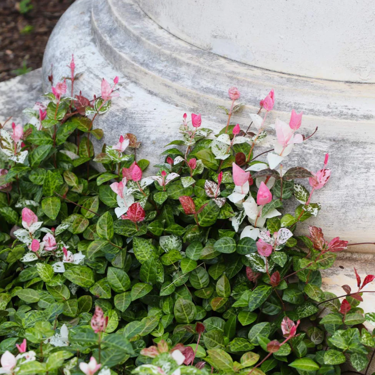 Asiatic Jasmine Variegated Ornamental Live Plant