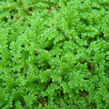 Azolla / Mosquito ferns Aquarium Live Plant