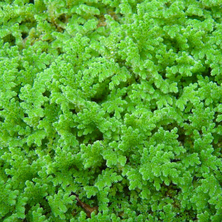 Azolla / Mosquito ferns Aquarium Live Plant