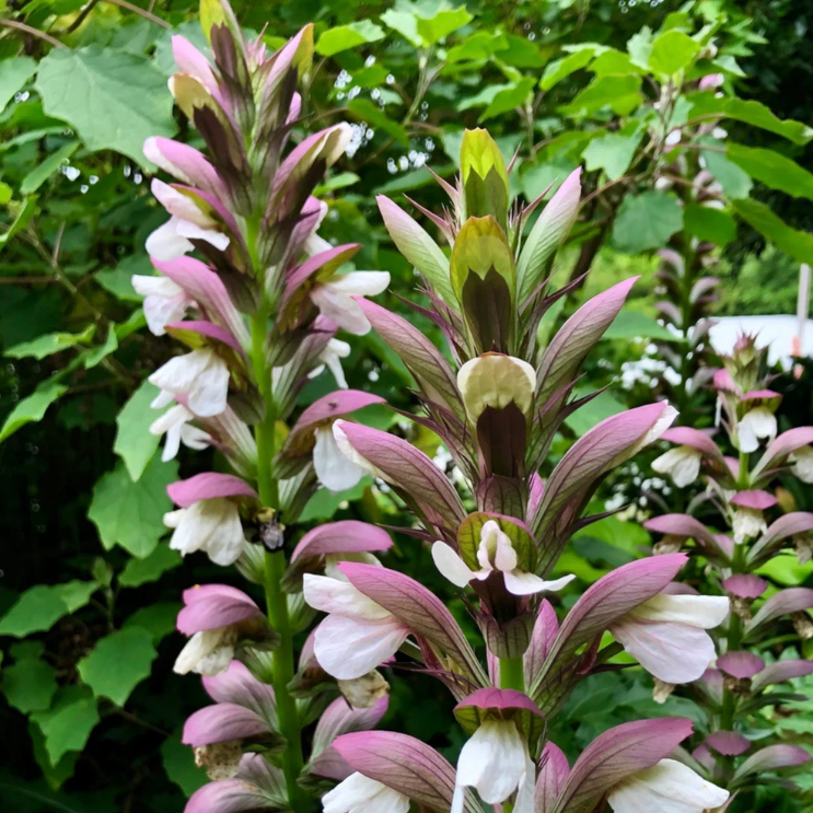 Bear’s Breeches (Acanthus mollis) Rare Flowering Live Plant