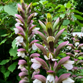 Bear’s Breeches (Acanthus mollis) Rare Flowering Live Plant