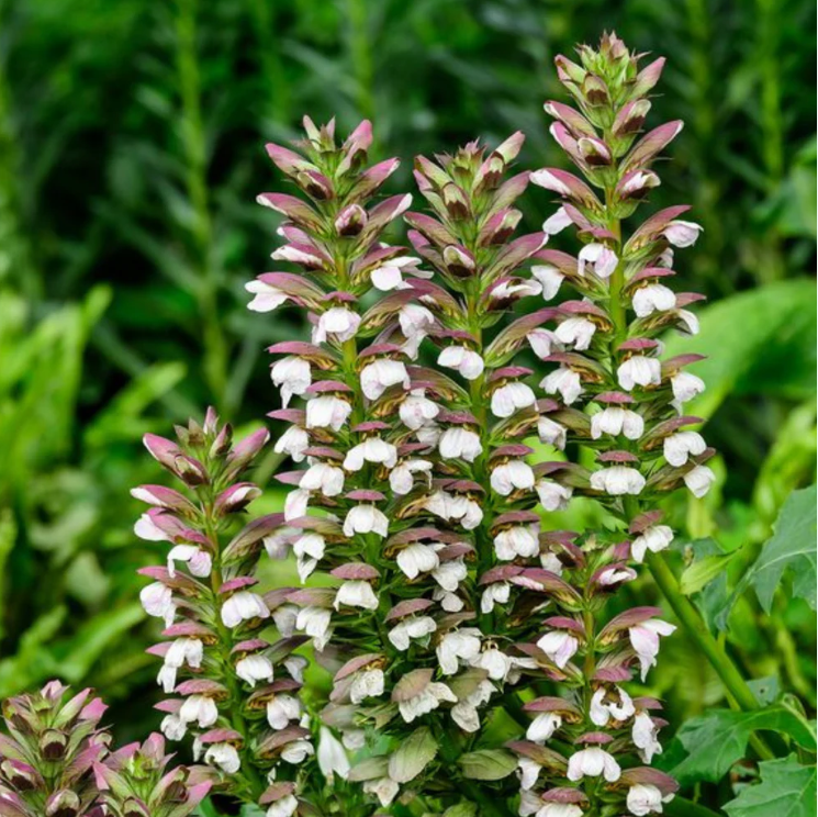 Bear’s Breeches (Acanthus mollis) Rare Flowering Live Plant