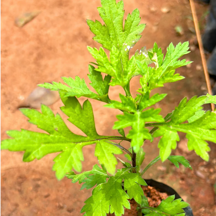 Bhasma Tulsi Medicinal Live Plant