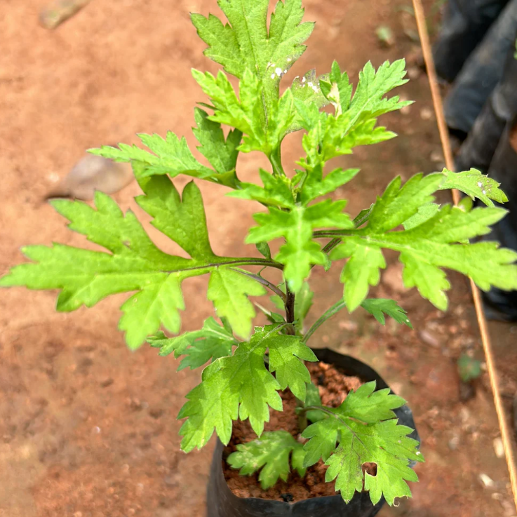 Bhasma Tulsi Medicinal Live Plant