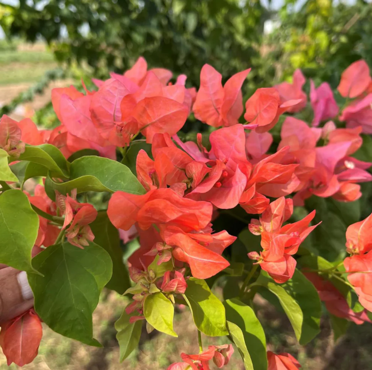 Bougainvillea Salmon Pink (Paper Flower) Flowering Live Plant
