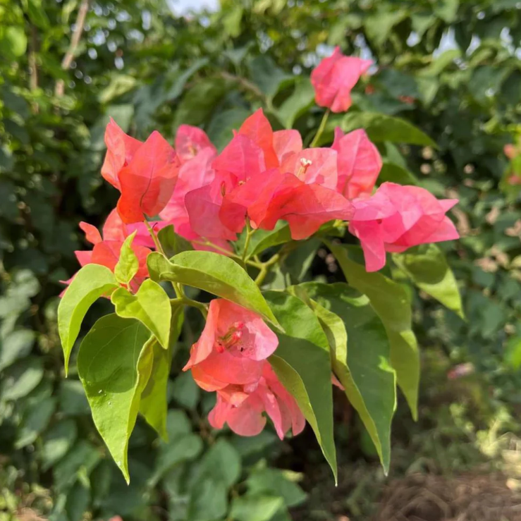 Bougainvillea Salmon Pink (Paper Flower) Flowering Live Plant