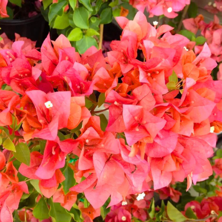 Bougainvillea Salmon Pink Multi Petal (Paper Flower) Flowering Live Plant