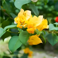 Bougainvillea Yellow Creeper (Paper Flower) Flowering Live Plant