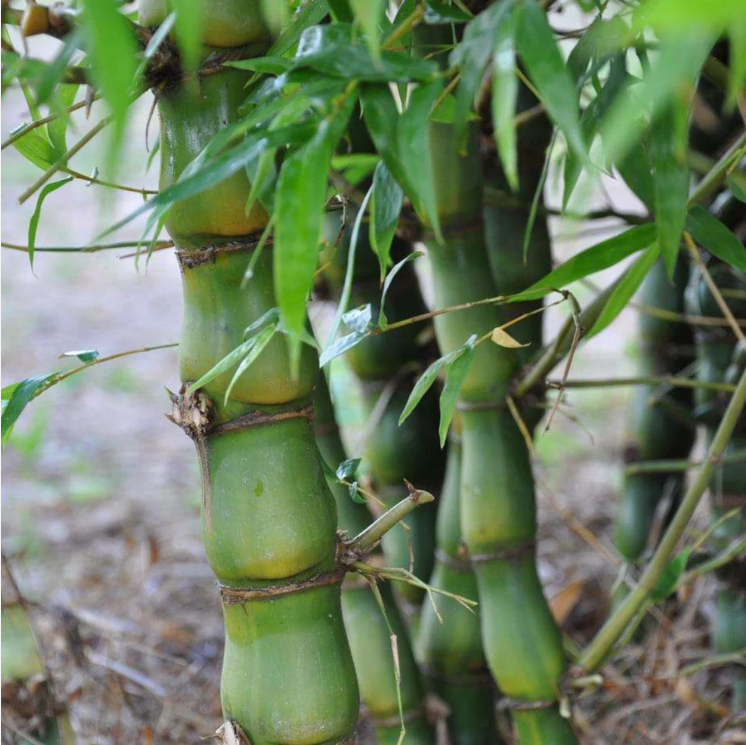 Buddha Belly Bamboo (Bambusa ventricosa) Live Plant
