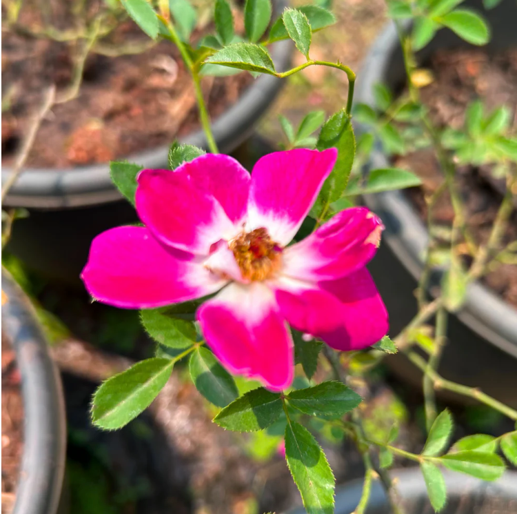 Creeper Rose Single Petal Rare Flowering Live Plant