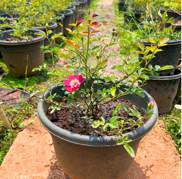Creeper Rose Single Petal Rare Flowering Live Plant