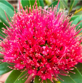 Crimson Penda / First Love Dark Pink (Rosida) Flowering Live Plant