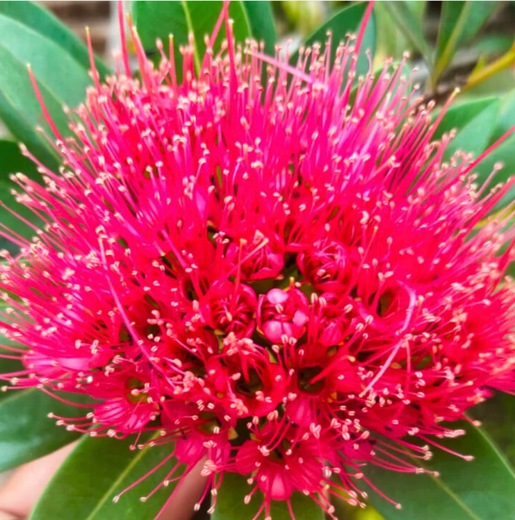 Crimson Penda / First Love Dark Pink (Rosida) Flowering Live Plant