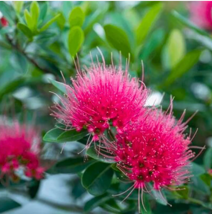 Crimson Penda / First Love Dark Pink (Rosida) Flowering Live Plant