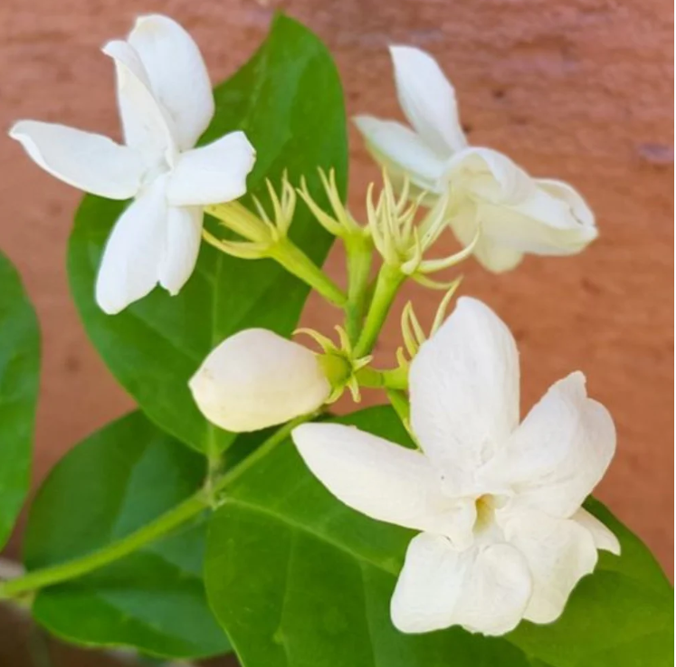 Dwarf Jasmine Single Petal Highly Fragrant Flowering Live Plant