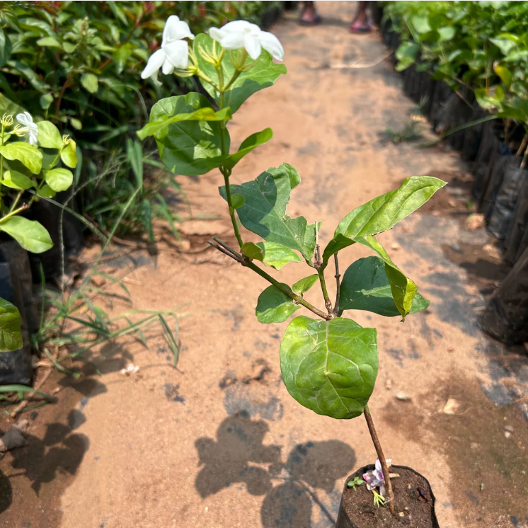 Dwarf Jasmine Single Petal Highly Fragrant Flowering Live Plant