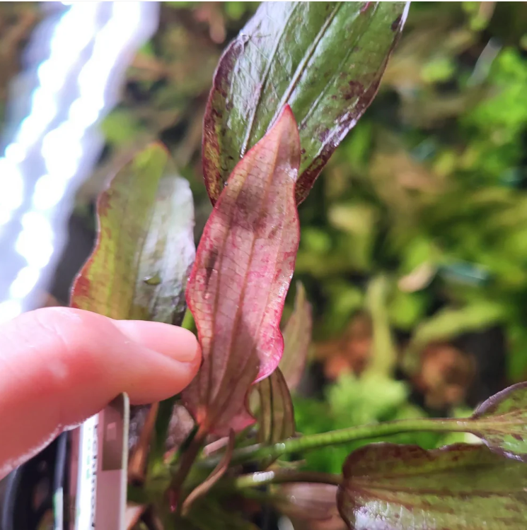Echinodorus Rose Aquarium Live Plant