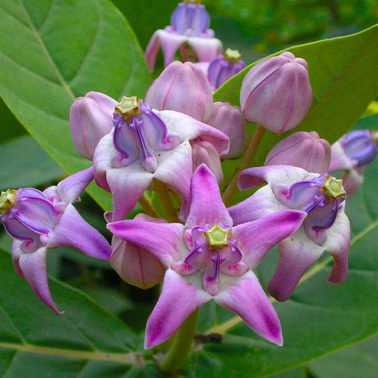 Erukku / Crown Flower (Calotropis gigantea) Rare All Time Flowering / Medicinal Live Plant