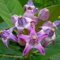 Erukku / Crown Flower (Calotropis gigantea) Rare All Time Flowering / Medicinal Live Plant