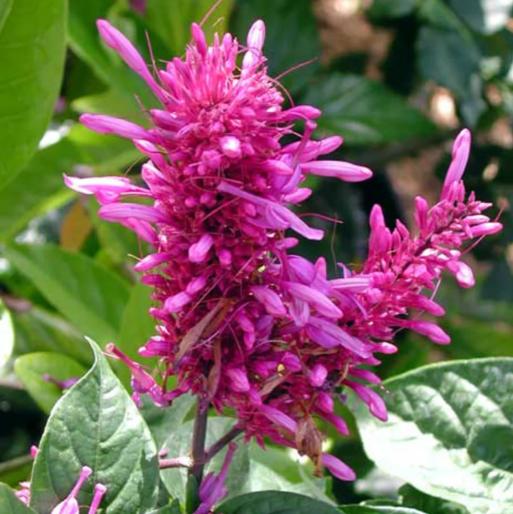 Firespike (Odontonema) Rare Flowering Live Plant