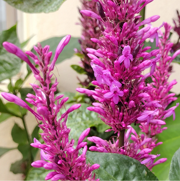 Firespike (Odontonema) Rare Flowering Live Plant