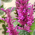 Firespike (Odontonema) Rare Flowering Live Plant