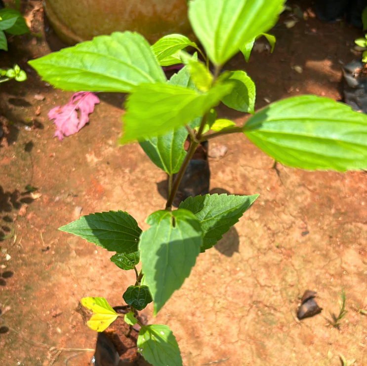Manjal Tulsi Medicinal Live Plant