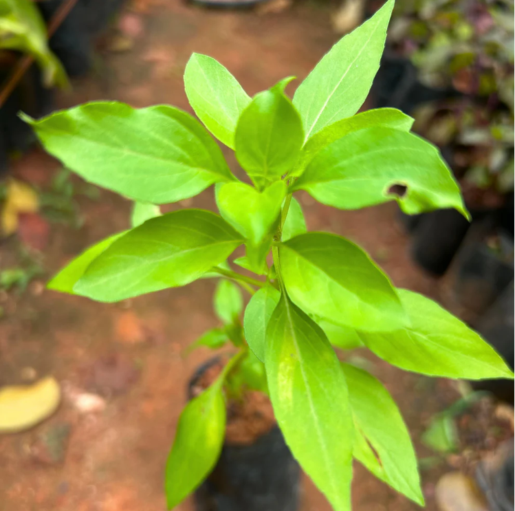 Mini Rama Tulsi (African Basil) Medicinal Live Plant