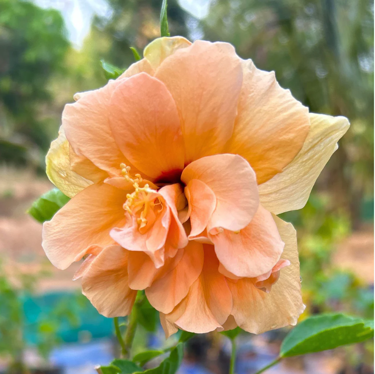 Multi Petal Orange Hibiscus All Time Flowering Live Plant