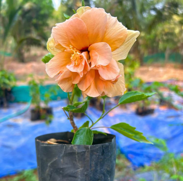 Multi Petal Orange Hibiscus All Time Flowering Live Plant