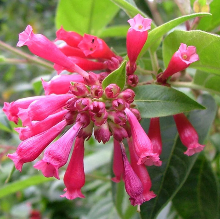 Night Blooming Jasmine Red (Cestrum elegans) Rare Flowering Live Plant