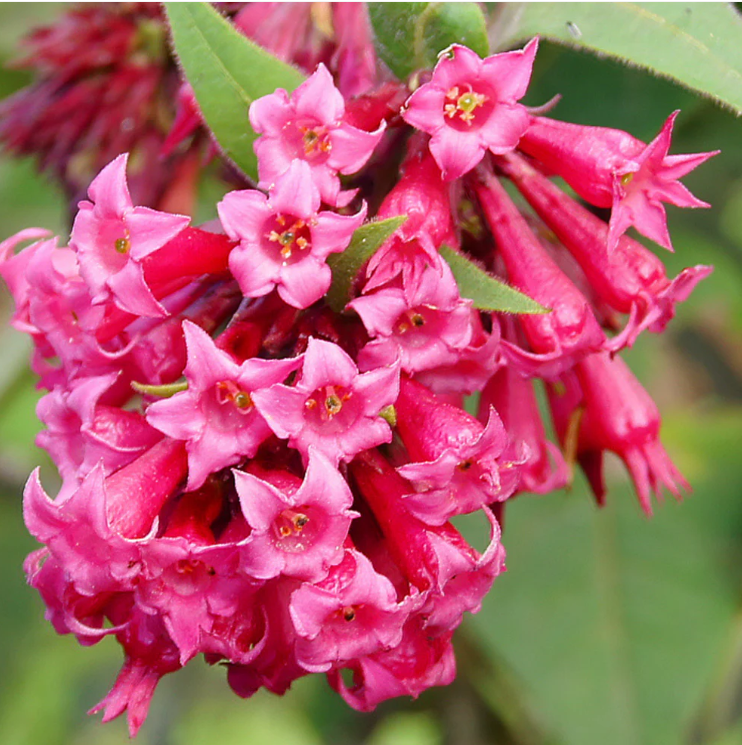 Night Blooming Jasmine Red (Cestrum elegans) Rare Flowering Live Plant