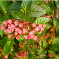 Pink Panama Rose (Arachnothryx leucophylla) All Time Flowering Live Plant