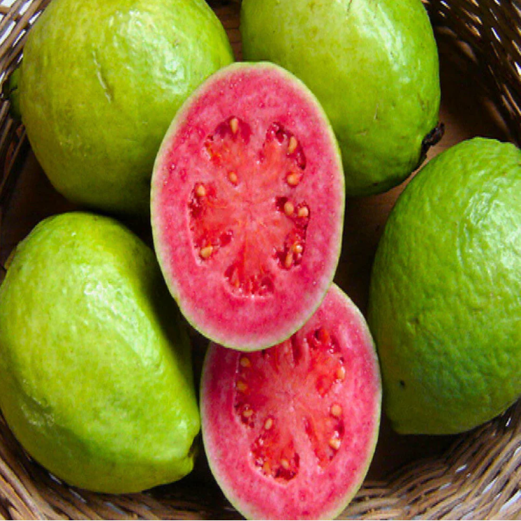 Red Flesh Guava (Psidium guajava) Fruit Live Plant