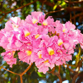 Rosy Trumpet Tree (Tabebuia Rosea) Live Plant