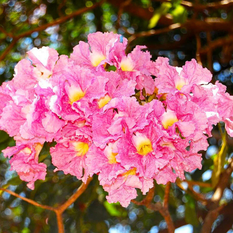 Rosy Trumpet Tree (Tabebuia Rosea) Live Plant