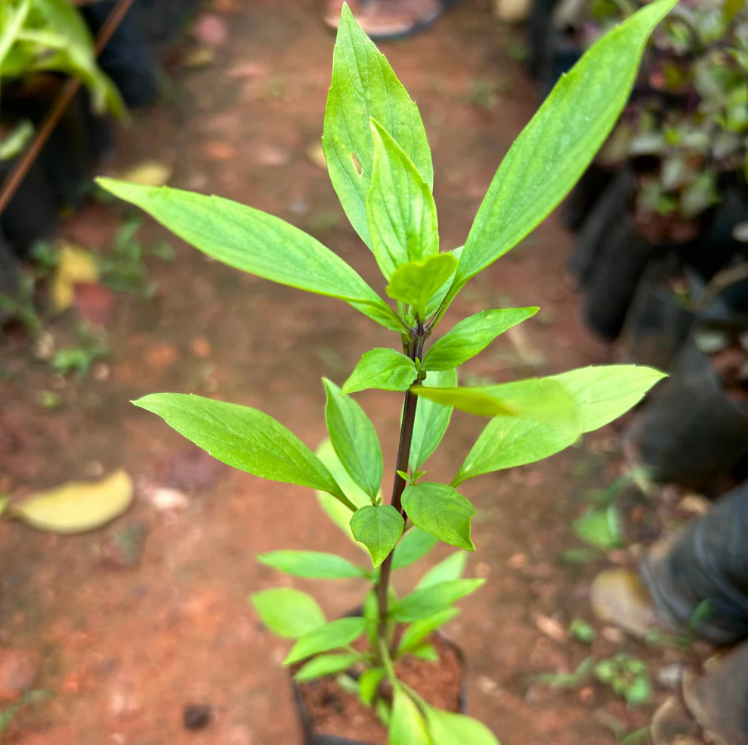 Thai Sweet Basil Medicinal Live Plant