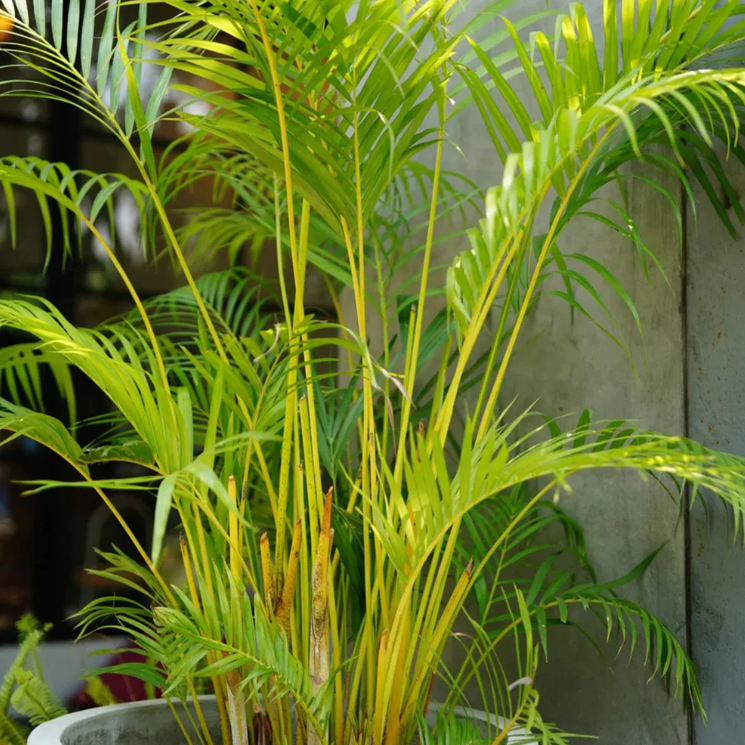 Yellow Butterfly Palm (Dypsis lutescens) Indoor / Outdoor Live Plant