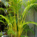 Yellow Butterfly Palm (Dypsis lutescens) Indoor / Outdoor Live Plant